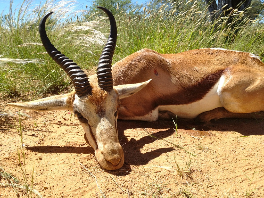 Springbock on yksi Namibian tasankojen tavoitelluimmista saaliista