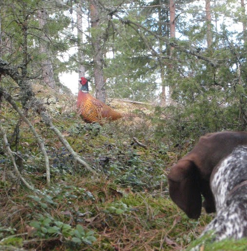 Fasaani on monien kanakoiraharrastajien suosima riistalintu