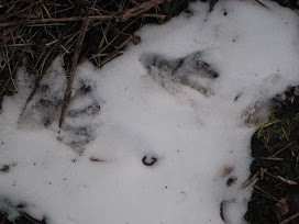 Tuoreet majavanjäljet keväisellä hangella, merkki hyvästä pyyntipaikasta