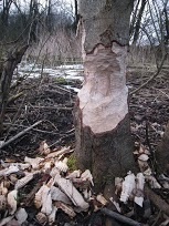 Yleisin havainto majavasta on sen tekemät metsätyöt